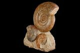 Tall, Jurassic Ammonite (Hammatoceras) Display - France #174930-3